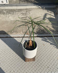 Bottle Tree ボトルツリー (ブラキキトン) 細葉