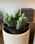 Bunny ears cactus (Opuntia microdasys) バニーカクタス