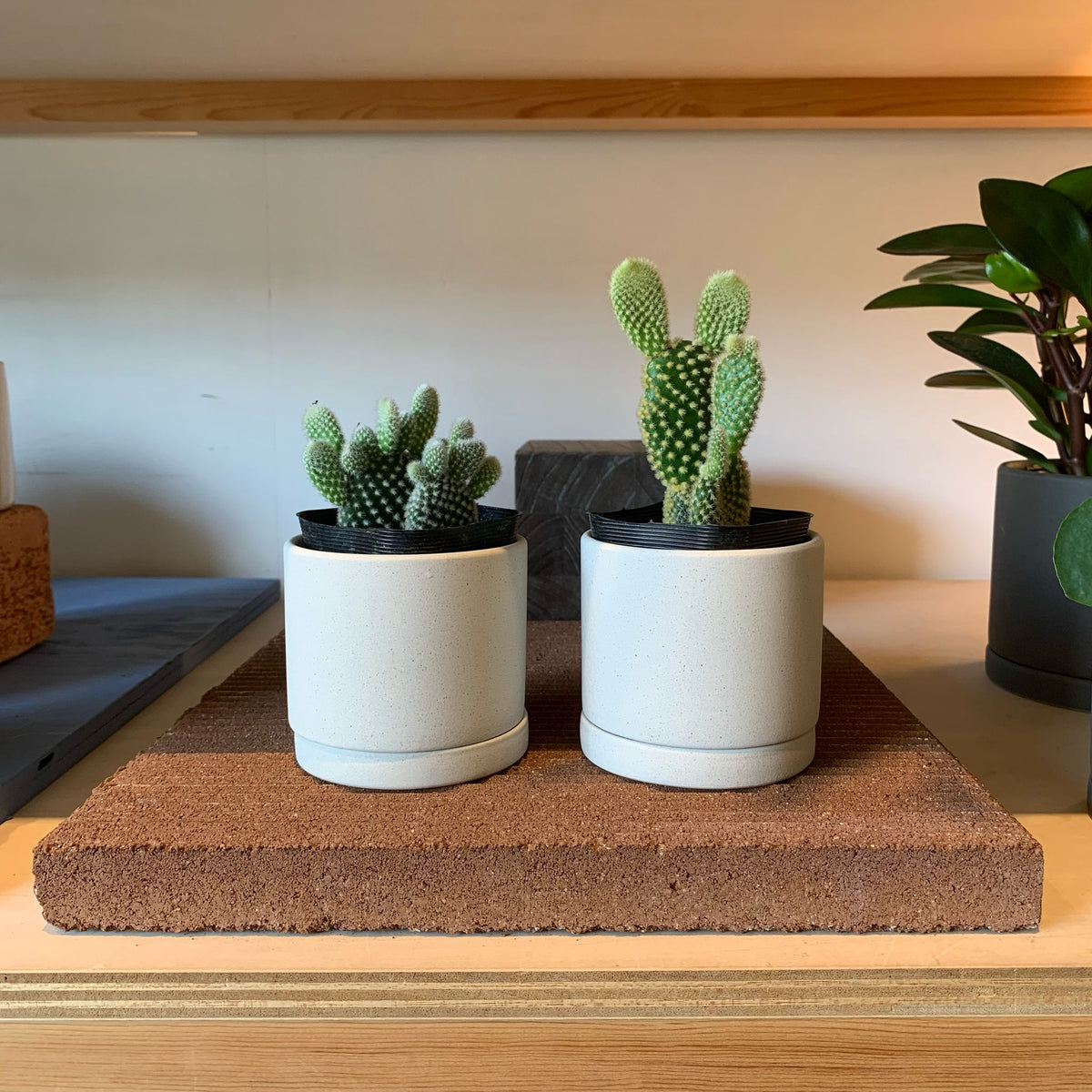 フラワーベース サボテン カクタス 楽天市場】SERAX CACTUS サボテン SMALL GREENカクタス スモール