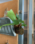 Staghorn Fern Kokedama ビカクシダ(コウモリラン) 苔玉