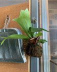 Staghorn Fern Kokedama ビカクシダ(コウモリラン) 苔玉