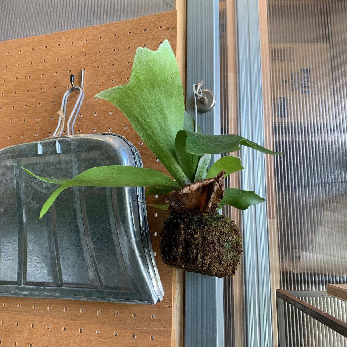 ビカクシダ(コウモリラン) 苔玉 I インドアプランツ Iプラント