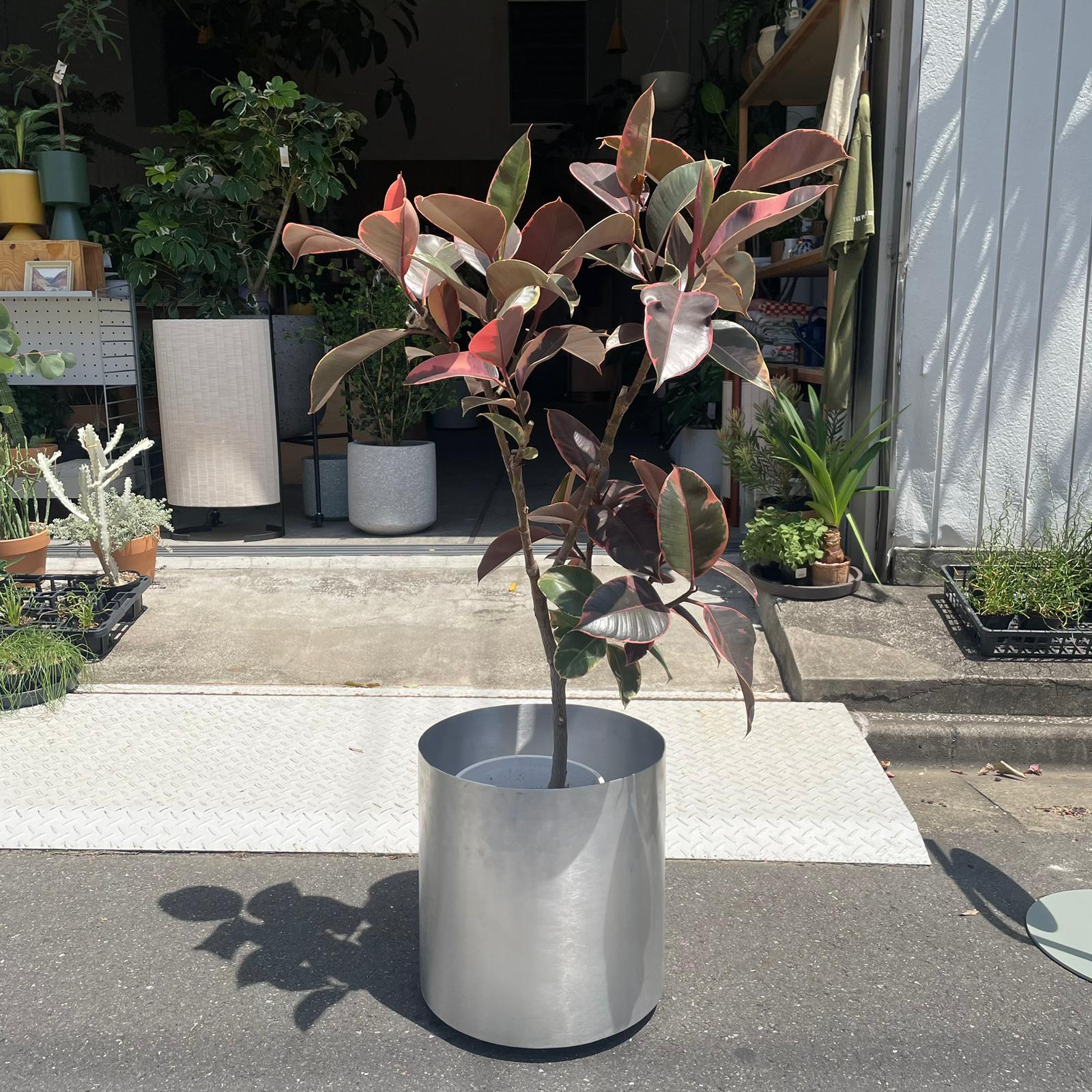 Variegated Rubber Plant (Ficus elastica 'Ruby') フィカス