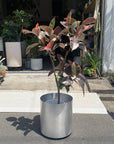 Variegated Rubber Plant (Ficus elastica 'Ruby') フィカス エラスティカ ルビー
