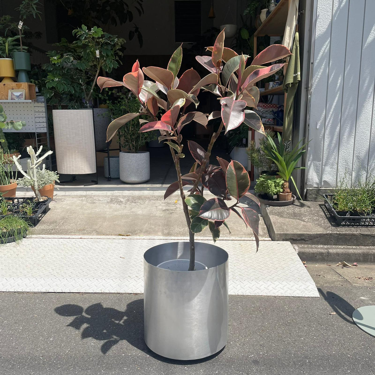 現物「フィカス・エラスティカ・ルビー」７号　Ficus elastica 現物「フィカス・エラスティカ・ルビー」7号 Ficus elastica