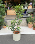 Ficus Rubiginosa フランスゴム