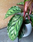 Calathea Jungle velvet カラテア フレームスター