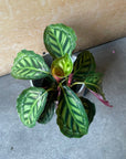 Calathea Jungle velvet カラテア フレームスター