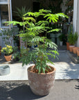 Ever Fresh Tree エバーフレッシュ