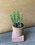 Mini Succulent Assorted 多肉植物ベイビー アソート