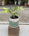 Schefflera arboricola cv. Compacta variagata シェフレラ・コンパクタ(斑入り)