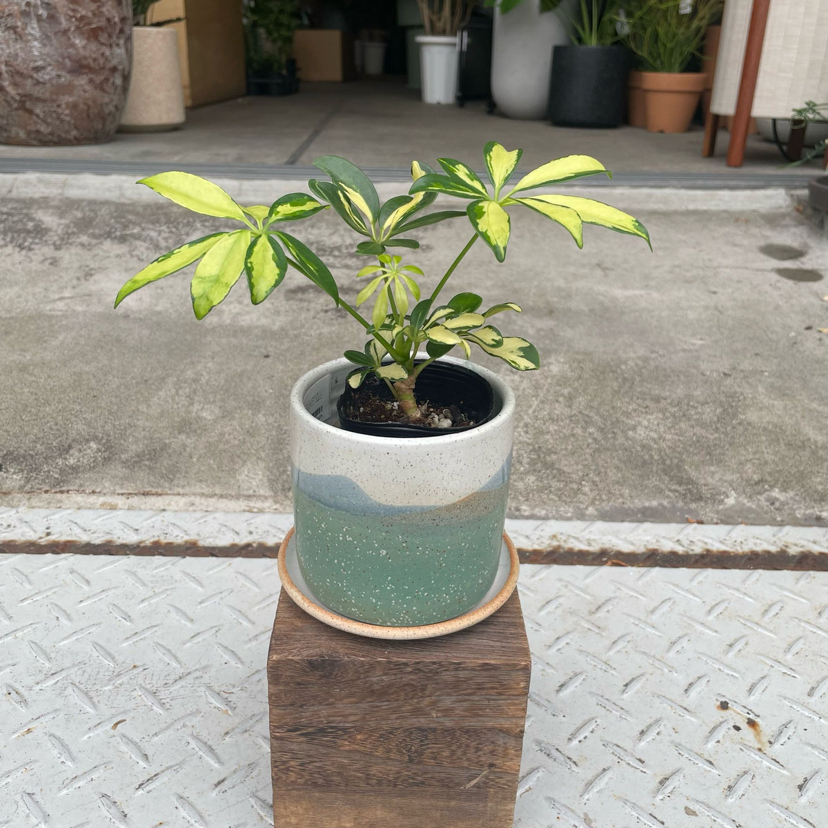 The_Plant_Society_15_1200x1200