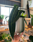 Queen Anthurium アンスリウム ワロクエアナム