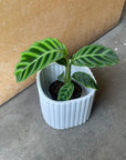 Calathea カラテア ゼブリナ