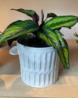 Calathea 'Beauty Star' カラテア ビューティースター