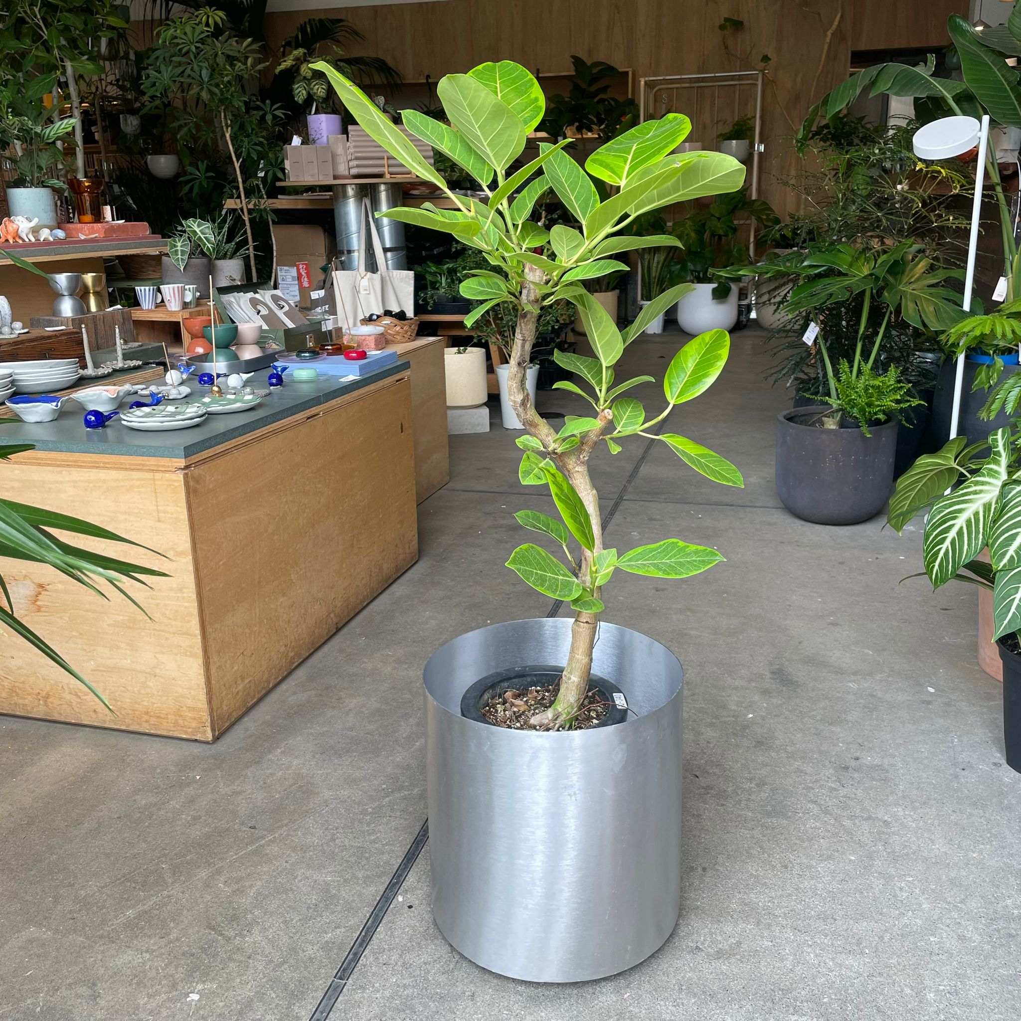 観葉植物⭐︎フィカス⭐︎アルテシマ　 フィカス・アルテシマのおすすめ人気ランキング【2026年5月】 | マイベスト