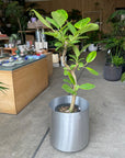 Ficus Altissima フィカス アルテシマ