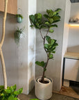 Fiddle Leaf Fig フィドル リーフ フィグ (カシワバゴムノキ)