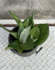 Snake plant サンスベリア ムーンシャイン Size 4