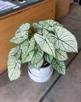 Caladium Assorted カラジウム アソート