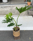 Philodendron 'Selloum' フィロデンドロン セローム