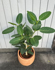 Ficus Audrey (Ficus benghalensis) フィカス ベンガレンシス