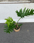Philodendron 'Selloum' フィロデンドロン セローム