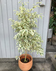 Variegated Weeping Fig ベンジャミン スターライト