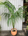 Parlor Palm メキシコケンチャヤシ