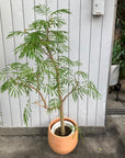 Ever Fresh Tree エバーフレッシュ
