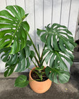 Fruit Salad Plant (Monstera deliciosa) モンステラ デリシオーサ