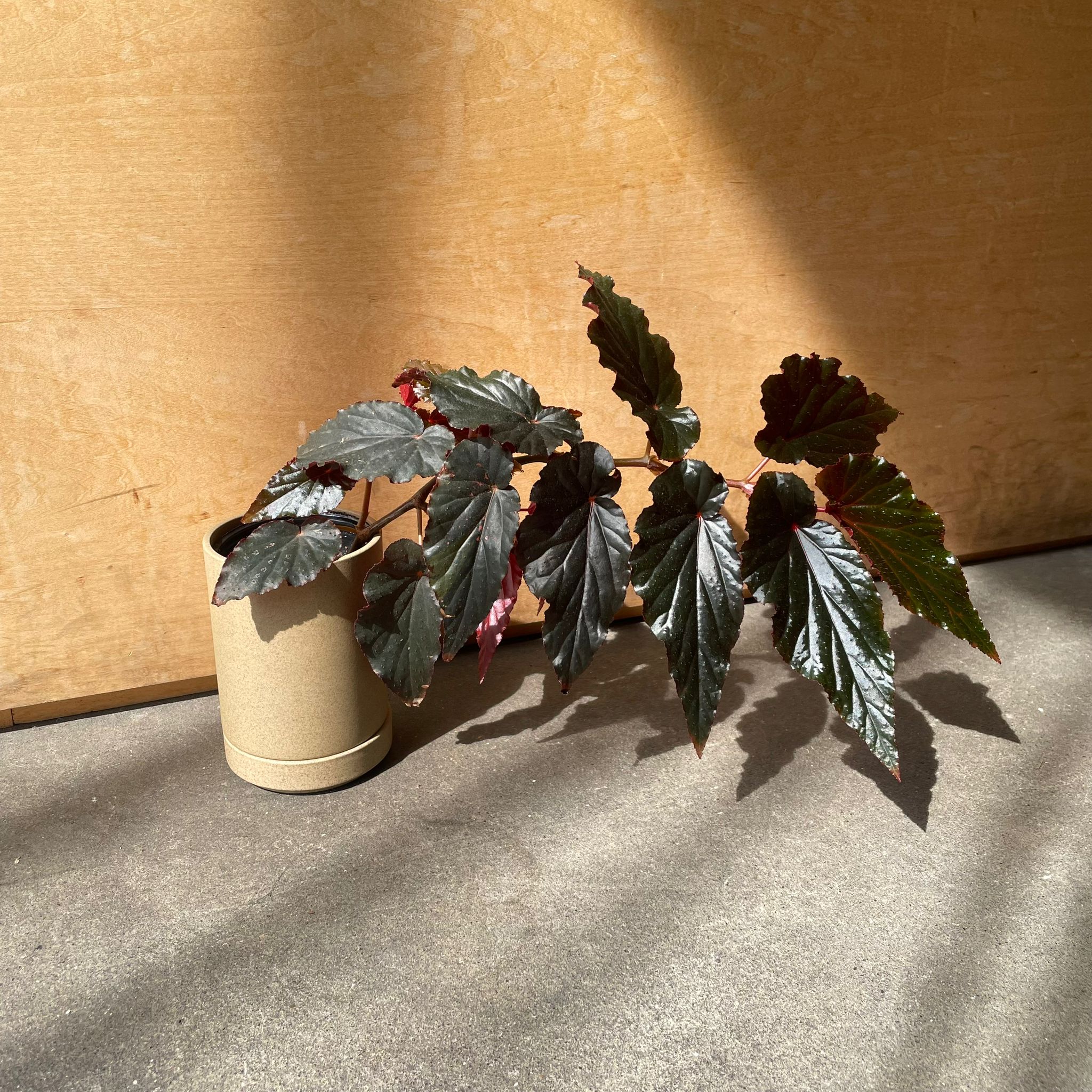 ベゴニア ブラックドラゴン I インドアプランツ I プラントソサエティ