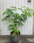 Ever Fresh Tree エバーフレッシュ