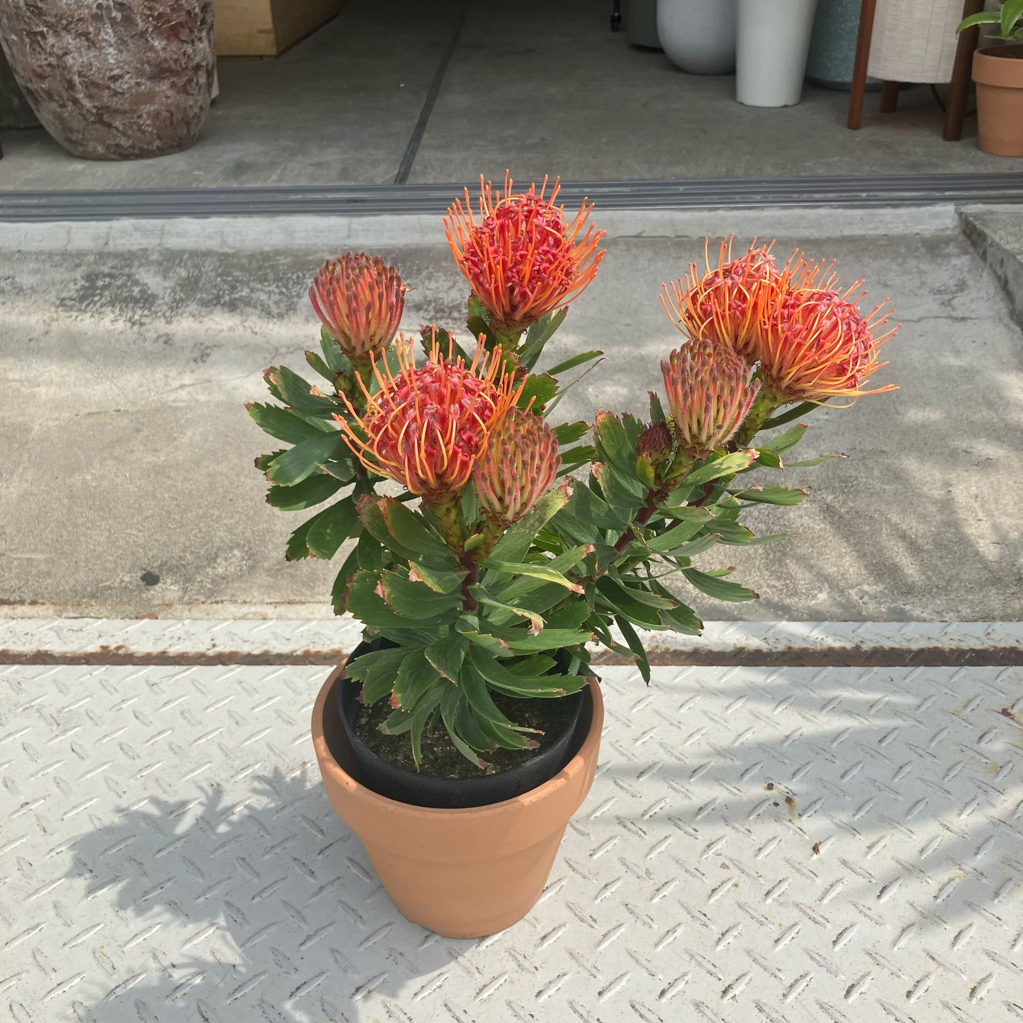 Leucospermum carnival red リューコスペルマム カーニバルレッド