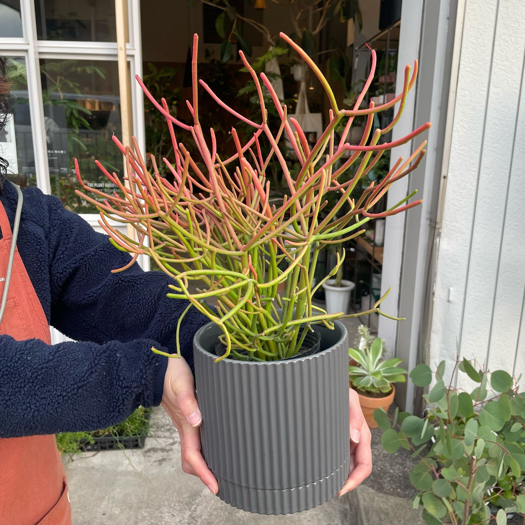 Euphorbia Tirucalli ‘Sticks on Fire’ ユーフォルビア ミルクブッシュ 'スティック オン ファイヤー'