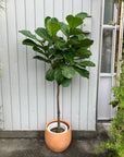 Fiddle Leaf Fig フィドル リーフ フィグ (カシワバゴムノキ)