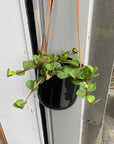Peperomia hope ペペロミア ホープ