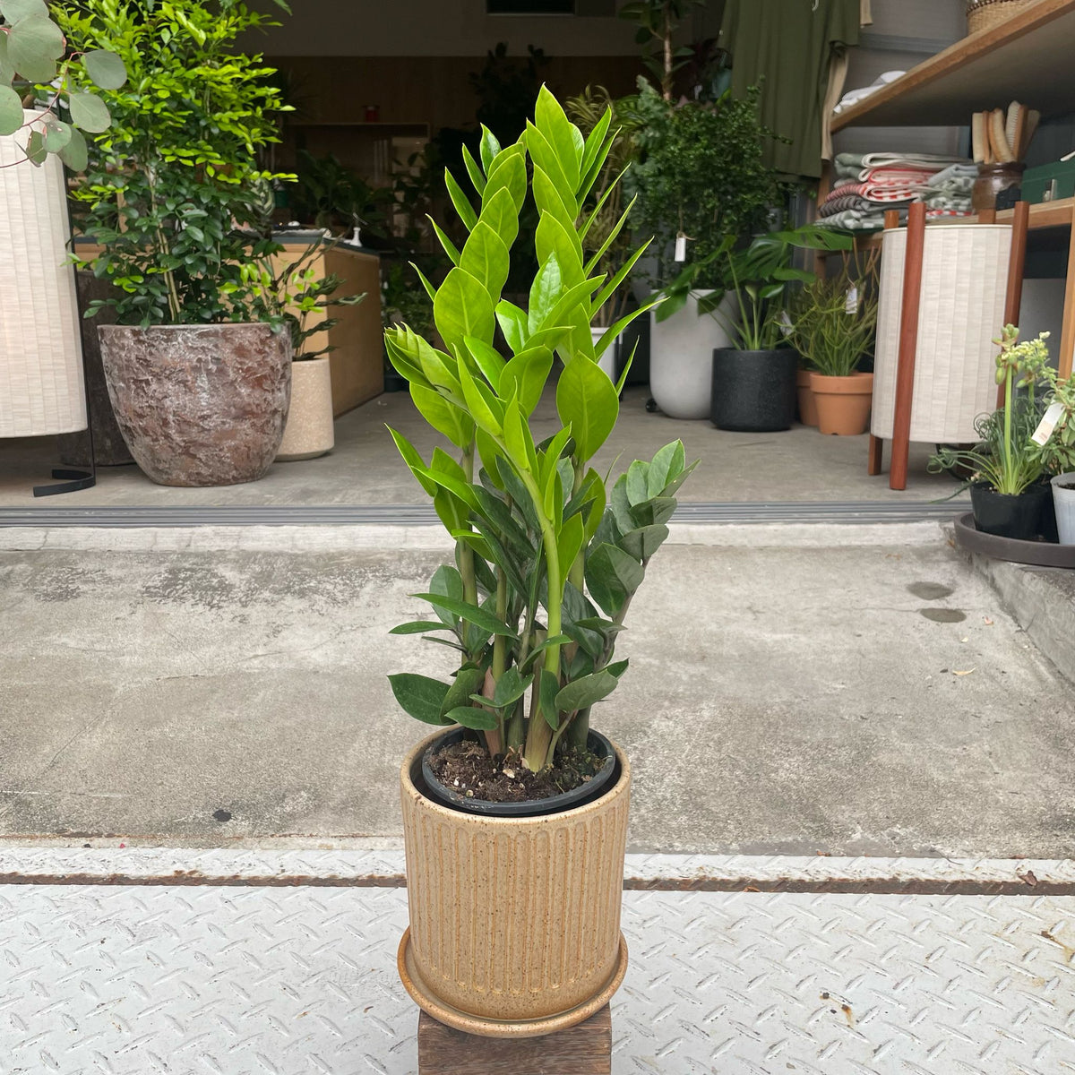 The_Plant_Society_20_ac7aae78-