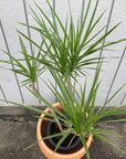 Dragon Tree ドラセナ コンシンネ クリスタル Size 6