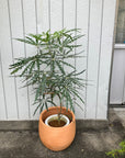 Schefflera elegantissima アラレヤ