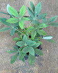 Adenia glauca アデニア グラウカ Size 3