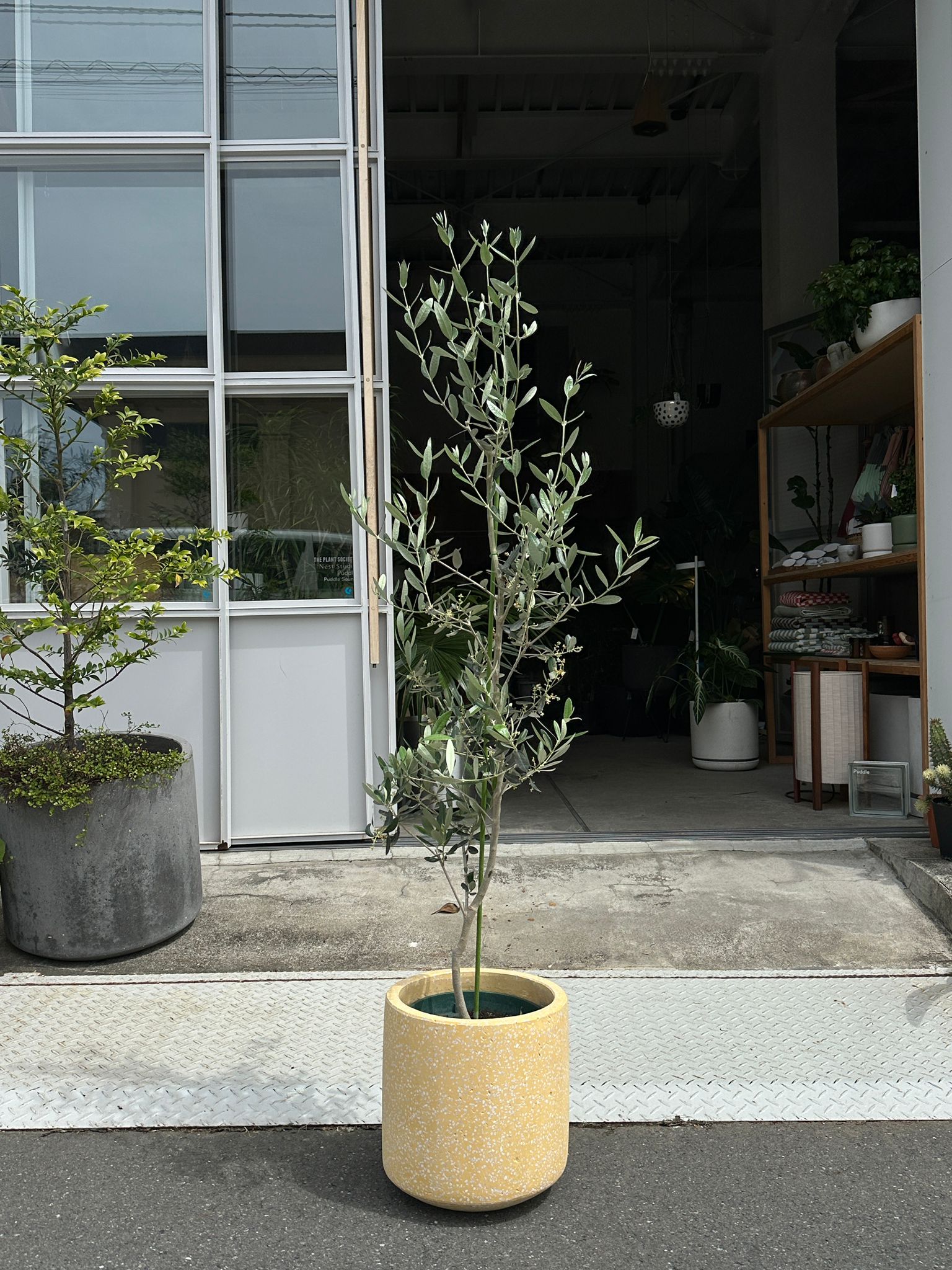 オリーブ I プラントソサエティトーキョーオンライン – THE PLANT