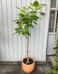 Ficus Altissima フィカス アルテシマ