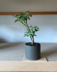 Schefflera arboricola cv. Compacta variagata シェフレラ・コンパクタ(斑入り)
