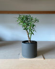 Schefflera arboricola cv. Compacta variagata シェフレラ・コンパクタ(斑入り)