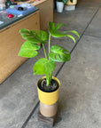 Fruit Salad Plant (Monstera deliciosa) モンステラ デリシオーサ