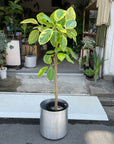 Ficus Altissima フィカス アルテシマ