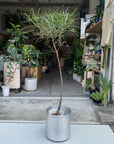 Bottle Tree ボトルツリー (ブラキキトン) 細葉