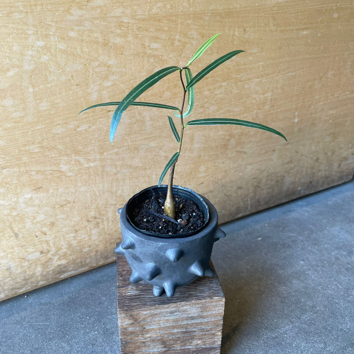 ボトルツリー (ブラキキトン)細葉 I インドアプランツ I プラント