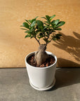 Ficus microcarpa ガジュマル
